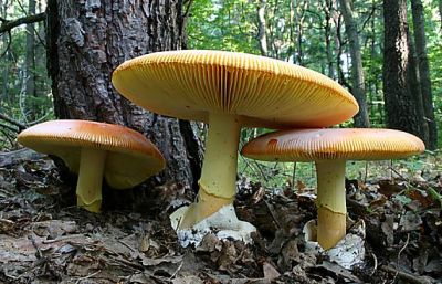  Image name: Amanita_caesarea13.jpg 
 width: 400 pixel 
 height: 257 pixel 
 Size: 39080 bytes 
 Click to enlarge 